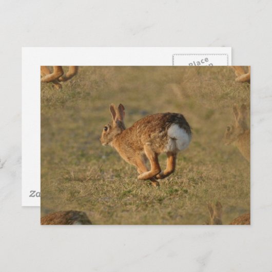 Carte postale Rabbit (Devant / Derrière)