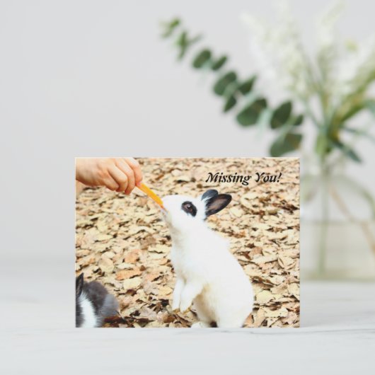 Carte postale Rabbit (Debout devant)