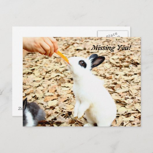 Carte postale Rabbit (Devant / Derrière)