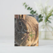 Carte postale Rabbit (Debout devant)