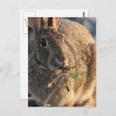 Carte postale Rabbit (Devant / Derrière)