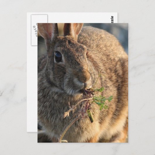 Carte postale Rabbit (Devant / Derrière)