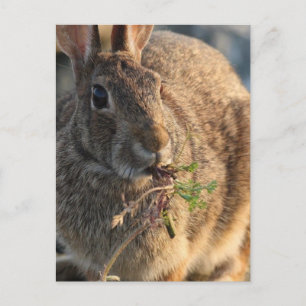 Carte postale Rabbit