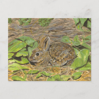 Carte postale Rabbit