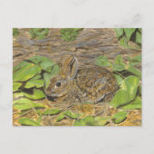 Carte postale Rabbit (Devant)