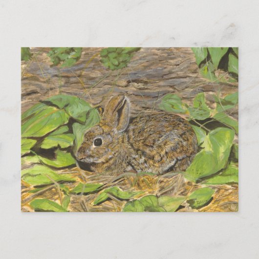 Carte postale Rabbit (Devant)