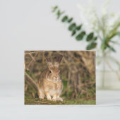 Carte postale Rabbit (Debout devant)
