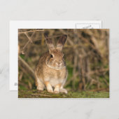 Carte postale Rabbit (Devant / Derrière)