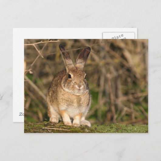 Carte postale Rabbit (Devant / Derrière)