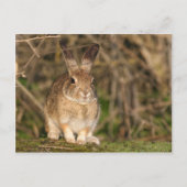 Carte postale Rabbit (Devant)