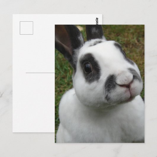 Carte postale Rabbit adorable (Devant / Derrière)