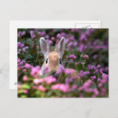 Carte Postale Rabbit farm (Devant / Derrière)