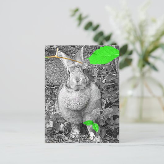 Carte Postale Rabbit géant flamand B & W avec Feuilles verts (Debout devant)