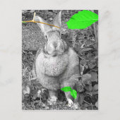 Carte Postale Rabbit géant flamand B & W avec Feuilles verts (Devant)