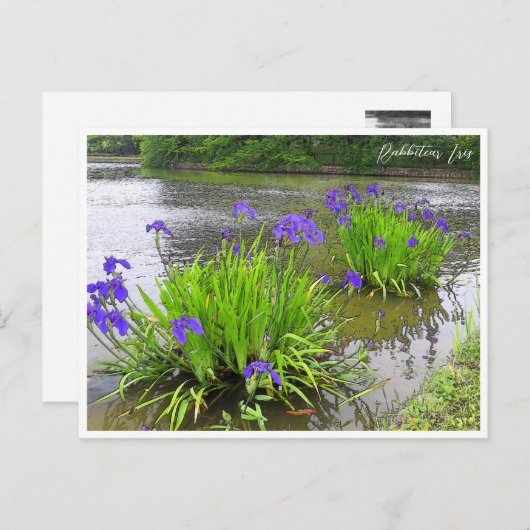 Carte Postale Rabbitear Iris (Devant / Derrière)