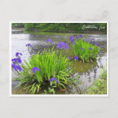 Carte Postale Rabbitear Iris (Devant)