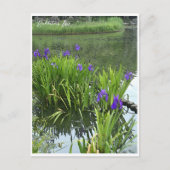 Carte Postale Rabbitear Iris (Devant)