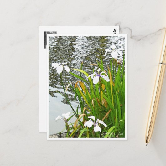 Carte Postale Rabbitear Iris (Devant/Arrière en situation)