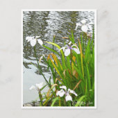 Carte Postale Rabbitear Iris (Devant)