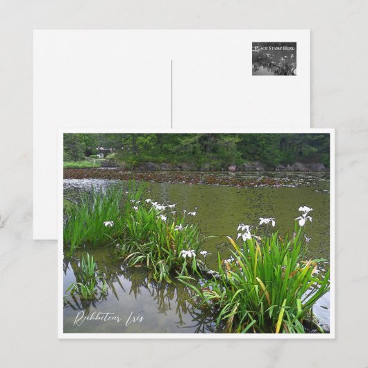 Carte Postale Rabbitear Iris (Devant / Derrière)