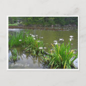 Carte Postale Rabbitear Iris (Devant)