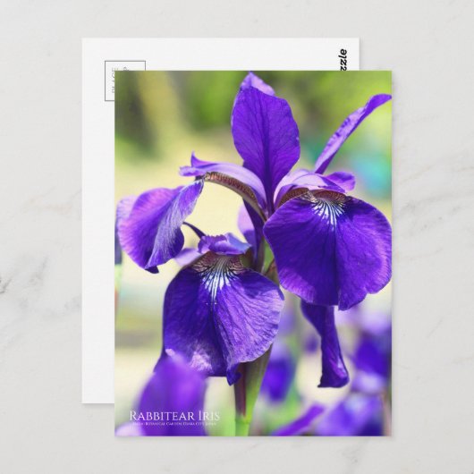 Carte Postale Rabbitear Iris [Carte postale] (Devant / Derrière)