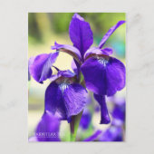Carte Postale Rabbitear Iris [Carte postale] (Devant)