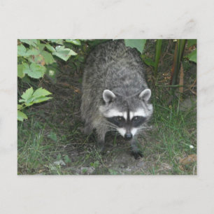 Carte Postale Raccoon