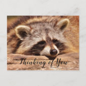 Carte Postale Raccoon (Devant)