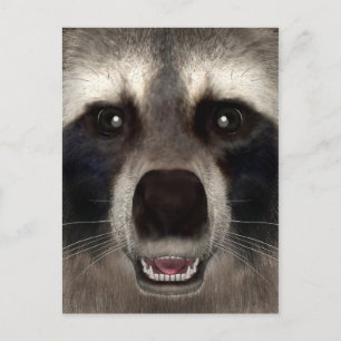 Carte Postale Raccoon