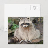 Carte postale Raccoon (Devant / Derrière)