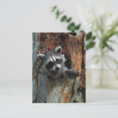 Carte postale Raccoon (Debout devant)