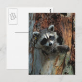 Carte postale Raccoon (Devant / Derrière)