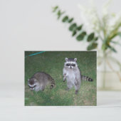 Carte postale Raccoon (Debout devant)
