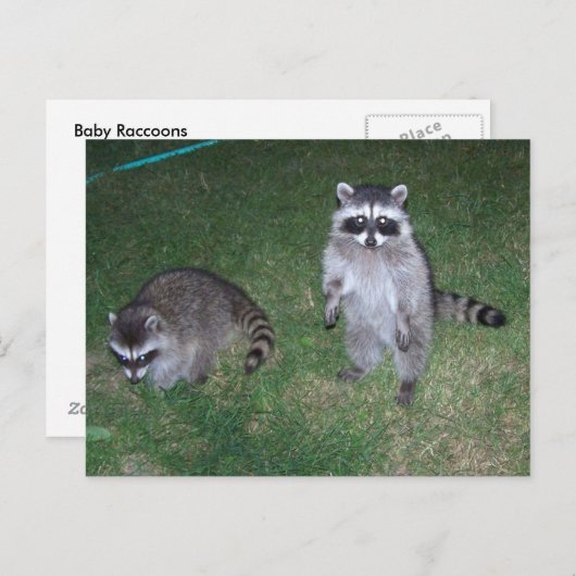 Carte postale Raccoon (Devant / Derrière)