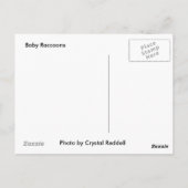 Carte postale Raccoon (Dos)