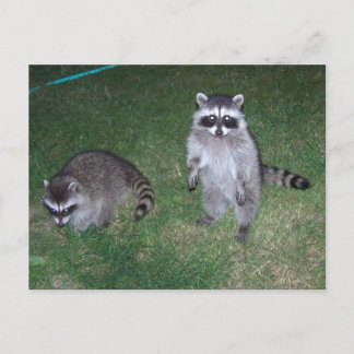 Carte postale Raccoon