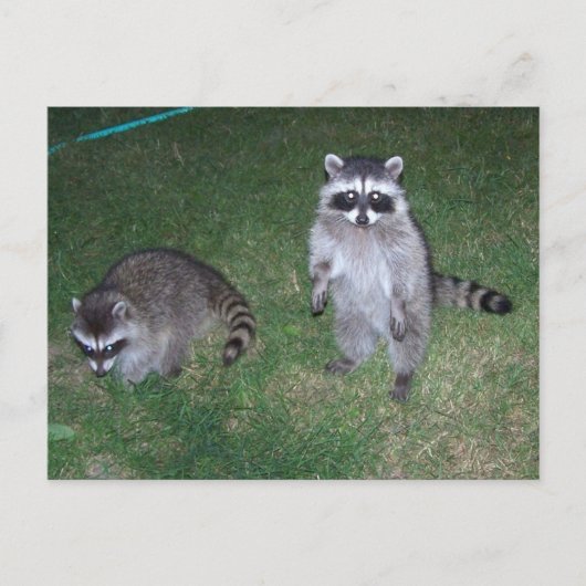 Carte postale Raccoon (Devant)