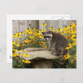 Carte Postale Raccoon (Devant / Derrière)