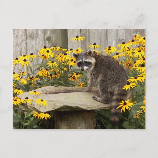 Carte Postale Raccoon (Devant)