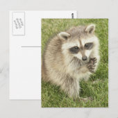 Carte Postale Raccoon (Devant / Derrière)