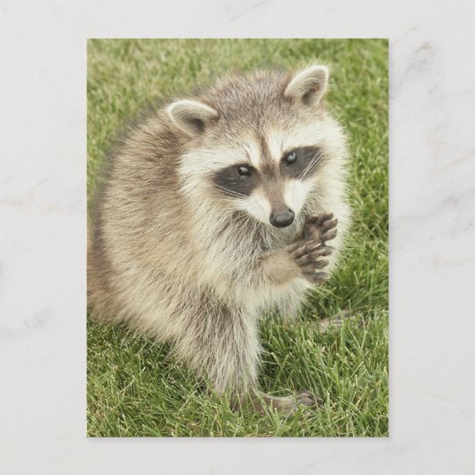 Carte Postale Raccoon (Devant)