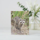 Carte Postale Raccoon (Debout devant)