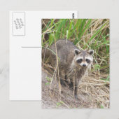 Carte Postale Raccoon (Devant / Derrière)