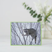 Carte Postale Raccoon (Debout devant)