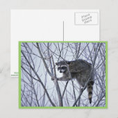 Carte Postale Raccoon (Devant / Derrière)