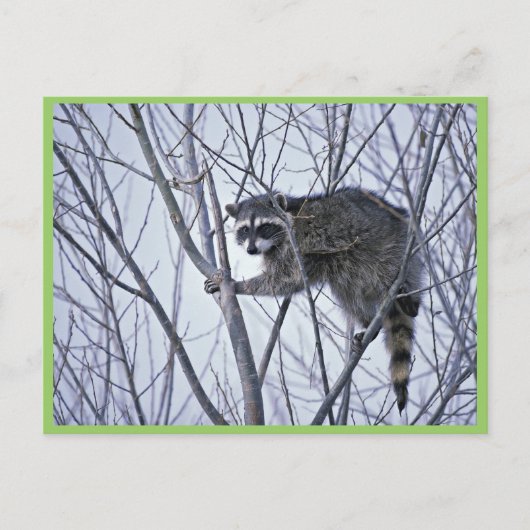 Carte Postale Raccoon (Devant)