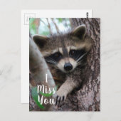 Carte Postale Raccoon (Devant / Derrière)
