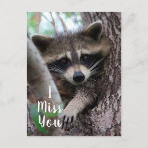 Carte Postale Raccoon