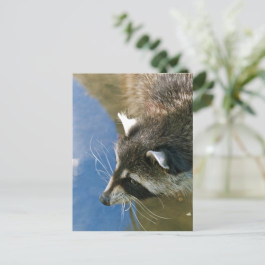 Carte Postale Raccoon (Debout devant)